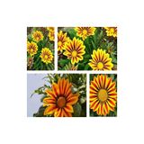 Gardenbox Gazanya Çiçeği, 10'lu Set, Sarılı Kahverengili, 20-30 cm, Tüplü Çiçekli Bodur Bitkiler