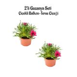 Gardenbox Gazanya Çiçeği, 2 Adet, Koyu Pembe, 10-20 cm, Saksılı Balkon-Teras Çiçeği