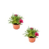 Gardenbox Gazanya Çiçeği, 2 Adet, Koyu Pembe, Saksılı, 10-20 cm, Bahçe Balkon Çiçeği