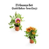 Gardenbox Gazanya Çiçeği, 2 Adet Saksılı, Pembe Beyaz-Turuncu Sarı, 10-20cm, Bahçe Balkon Çiçeği