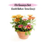 Gardenbox Gazanya Çiçeği, 3 Adet, Pembe-Kırmızı-Sarı Renk, Saksılı, 10-20 cm, Balkon Çiçeği