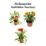 Gardenbox Gazanya Çiçeği, 3 Adet Saksılı, 10-20 cm, Pembe Beyaz Sarı Kırmızı, Balkon Çiçeği