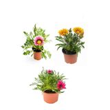 Gardenbox Gazanya Çiçeği, 3 Adet Saksılı, 10-20 cm, Pembe-Beyaz-Sarı Renk, Balkon Çiçeği