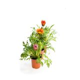 Gardenbox Gazanya Çiçeği, 3 Adet Saksılı, 10-20 cm, Pembe-Turuncu-Kırmızı, Balkon Çiçeği