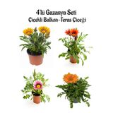 Gardenbox Gazanya Çiçeği, 4 Adet Saksılı, 10-20cm, Sarı+Kırmızı+Pembe+Turuncu, Balkon Çiçeği