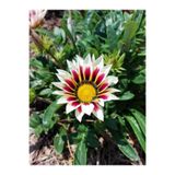 Gardenbox Gazanya Çiçeği Fidanı, 10'lu Set, Beyazlı Pembeli, 15-25 cm, Tüplü