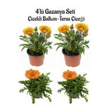 Gardenbox Gazanya Çiçeği Seti, 4'lü Sarı ve Turuncu Balkon Bitkisi, 10-20cm, Saksılı