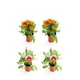 Gardenbox Gazanya Çiçeği Seti, 4'lü, Turuncu Sarı-Pembe Beyaz Renk, 10-20cm, Saksılı Balkon Bitkisi