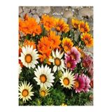 Gardenbox Gazanya Koyun Gözü Çiçeği Fidanı, 10 Adet, Karışık Renk, 20-40 cm, Saksılı