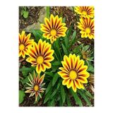 Gardenbox Gazanya Koyun Gözü Çiçeği Fidanı, 10 Adet, Sarı Kahverengi, 20-45 cm, Saksılı
