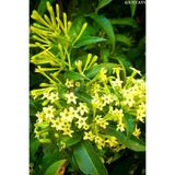 Gardenbox Gece Sefası Melisa Limon Çiçeği Saksılı Bahçe Bitkisi, 30-60cm, Cestrum Parqui