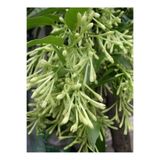 Gardenbox Gece Yasemini (Cestrum Nocturnum) Melisa Çiçeği 1 ADET Saksılı 30-60Cm