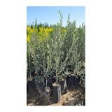 Gardenbox Gemlik Trilye Bodur Zeytin Fidanı, 6 Adet, 50-70 cm, Bahçe Bitkisi