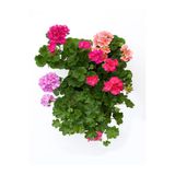 Gardenbox Geranium Sakız Sardunya Çiçeği, 3 Adet, Karışık Renk, Saksılı Bodur Bitkiler