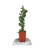 Gardenbox Hanımeli Çiçeği Fidanı, Mis Kokulu, Bitki Toprağı Torf ile Birlikte