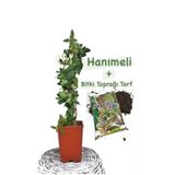 Gardenbox Hanımeli Çiçeği Fidanı, Mis Kokulu, Çok Renkli
