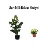 Gardenbox Harika Kokulu Mor Leylak Fidanı, Sarı Milli Kaktüs Hediyeli