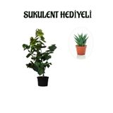 Gardenbox Harika Kokulu Mor Leylak Fidanı, Sukulent Hediyeli