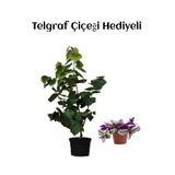 Gardenbox Harika Kokulu Mor Leylak Fidanı, Telgraf Hediyeli
