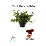 Gardenbox Hedera Helix Ağaç Sarmaşığı Saksılı 30-50 cm + Yeşim Para Çiçeği