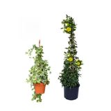 Gardenbox Hedera Helix Duvar Sarmaşığı + Sarı Yasemin Çiçeği Fidanı 2'li Bahçe Seti