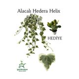 Gardenbox Hedera Helix Sarmaşığı Alacalı Saksılı 30-40 cm, Yeşim Para Çiçeği Hediye