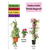 Gardenbox Hedera Helix Sarmaşığı, Pembe Begonvil, Buz Çiçeği Hediyeli, 3'lü Set, Çok Renkli
