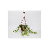 Gardenbox Hedera Helix Sarmaşık, Askılı Saksıda, 30-50cm, Yeşil