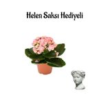 Gardenbox Hediyelik Açık Pembe Kalanşo Çiçeği, Helen Saksı Hediyeli