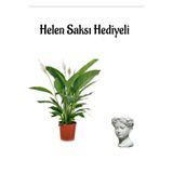 Gardenbox Hediyelik Beyaz Barış Çiçeği, Helen Saksı, Hediye Kartlı