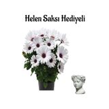 Gardenbox Hediyelik Beyaz Bodrum Papatyası, Helen Saksı, Sevgililer Gününe Özel