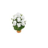 Gardenbox Hediyelik Beyaz Sardunya Çiçeği, Kaktüs Hediyeli