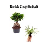 Gardenbox Hediyelik Bonsai Bitkisi, Kurdele Çiçeği Hediyeli