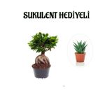 Gardenbox Hediyelik Bonsai Bitkisi, Sukulent Hediyeli, Teraryum Bitkisi