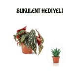 Gardenbox Hediyelik Çilli Begonya Çiçeği, Sevgililer Gününe Özel, Sukulent Hediyeli