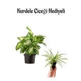 Gardenbox Hediyelik Difenbahya Bitkisi, Kurdele Çiçeği Hediyeli