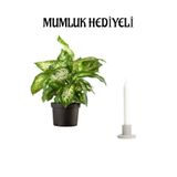 Gardenbox Hediyelik Difenbahya Çiçeği, Mumluk Hediyeli, İç Mekan Bitkisi