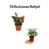 Gardenbox Hediyelik Kırmızı Renk Yılbaşı Çiçeği, Tül Kuşkonmaz Hediyeli