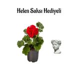 Gardenbox Hediyelik Kırmızı Sardunya Çiçeği, Helen Saksı Hediyeli