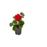Gardenbox Hediyelik Kırmızı Sardunya Çiçeği, Sarı Milli Kaktüs Hediyeli