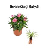 Gardenbox Hediyelik Mis Kokulu Pembe Karanfil Çiçeği, Kurdele Çiçeği, Terracotta Saksı