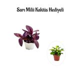 Gardenbox Hediyelik Mor Telgraf Çiçeği, Sarı Milii Hediyeli, İç Mekan Bitkisi