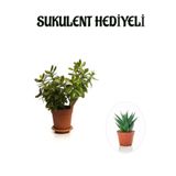 Gardenbox Hediyelik Parlak Yapraklı Şans Para Ağacı Bitkisi Fidanı Sukulent