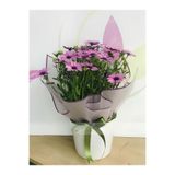 Gardenbox Hediyelik Pembe Bodrum Papatyası Saksılı Canlı Bitki