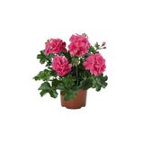 Gardenbox Hediyelik Pembe Sakız Sardunya Fidanı, Tül Kuşkonmaz Hediyeli