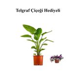 Gardenbox Hediyelik Starliçe Cennet Çiçeği Bitkisi, Turuncu Saksı, Telgraf Hediyeli