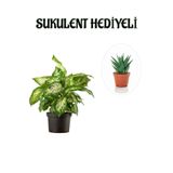 Gardenbox Hediyelik Zarif Yapraklı Difenbahya Bitkisi, Sukulent Hediyeli