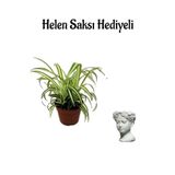 Gardenbox Helen Saksı Hediyelik Kurdele Çiçeği, Sevgililer Gününe Özel, Hediye Kartlı