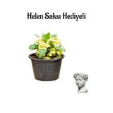 Gardenbox Helen Sarı Renk Miili Dikenler Tacı Çiçeği, Saksı Hediyeli