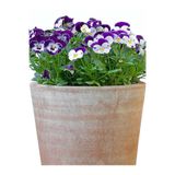 Gardenbox Hercail Menekşe, 5-15 cm, 10 Adet Saksılı Çiçekli İç Dış Mekan Bitkisi, Viola Tricolor, Mor Beyaz